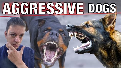 The Ultimate Guide to Stopping Dog Aggression for Everyday People - Dog