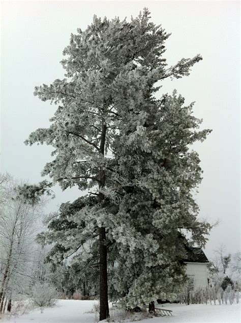 White Pine Tree Ornamental Trees The Great Outdoors Lovely Winter