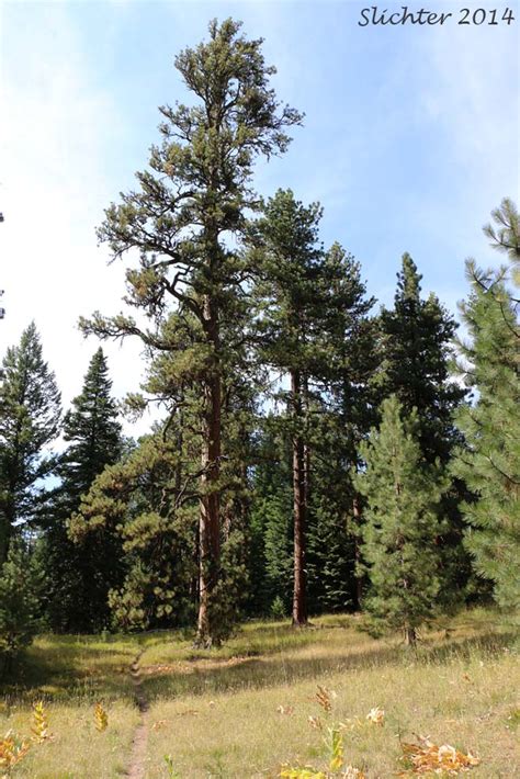 Ponderosa Pine Western Yellow Pine Blackjack Pine Bull Pine Pinus