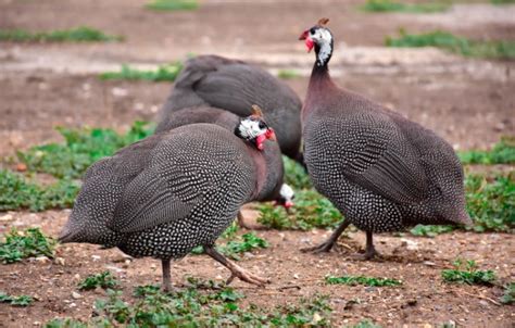 How To Tell The Sex Of Guinea Fowl With Pictures And Audio Pet Keen