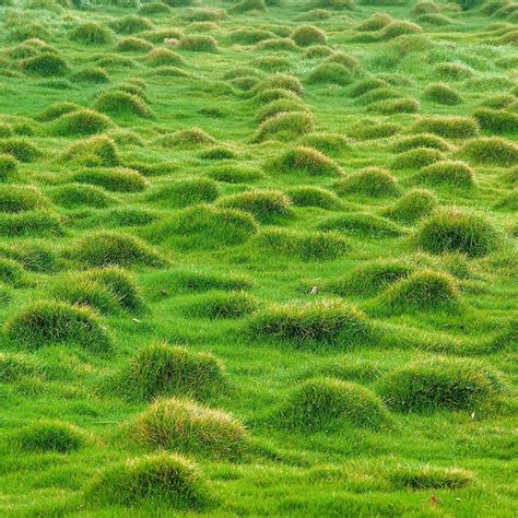 Korean Grass Ground Cover