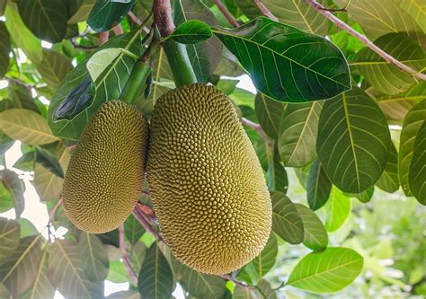What Is Jackfruit And How Do You Use It The Globe And Mail