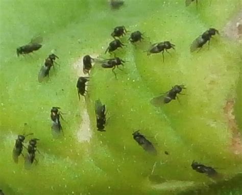 Small Flies On Tomato Plant Bugguidenet
