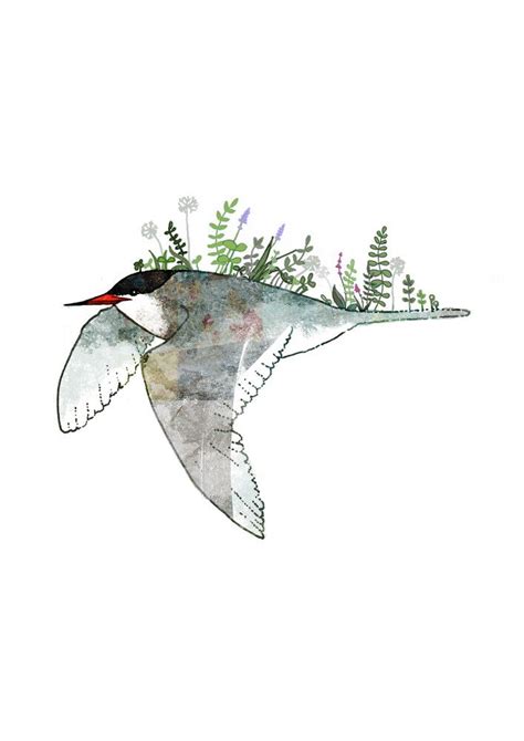 Wall Art Arctic Tern By Katherine Blower Premium Poster A4 21 X