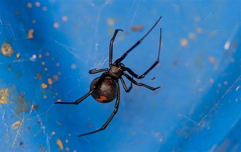 Sacramentos Ultimate Black Widow Spider Control Guide