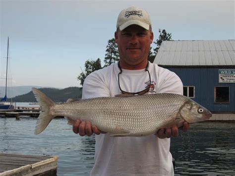 Flathead Lake Fishing Report Montana Hunting And Fishing