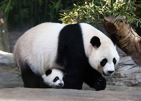 La Population De Pandas Géants à Létat Sauvage Augmente En Chine Rts