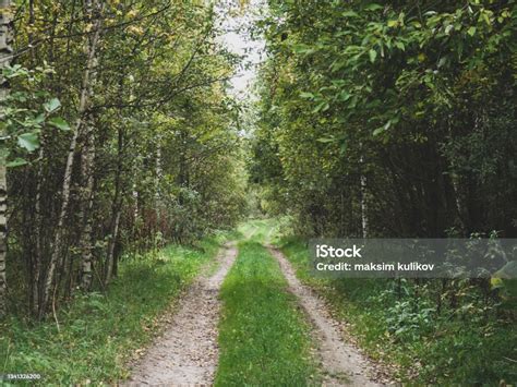 Green Forest Road Road Way In Forest Summer Forest Road View Stock