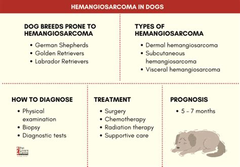 Hemangiosarcoma In Dogs Types And Treatment Vet Insights