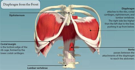 Organs Under Left Rib Cage Anatomy
