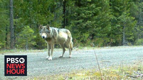Idaho Ranchers Torn Between Hunting And Deterrents For Gray Wolves
