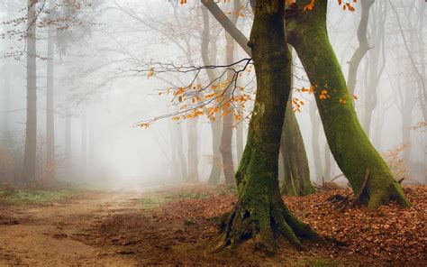 Wallpaper Sunlight Trees Landscape Forest Fall Leaves Nature