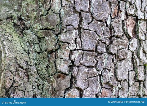 Tree Bark With Fine Natural Structures And Patina Of Rough Tree Bark As