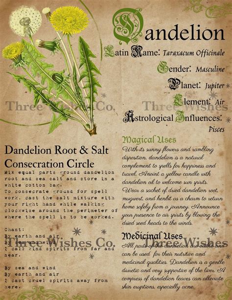Printable Herb Profiles Book Of Shadows Pages Herb Etsy Magic Herbs