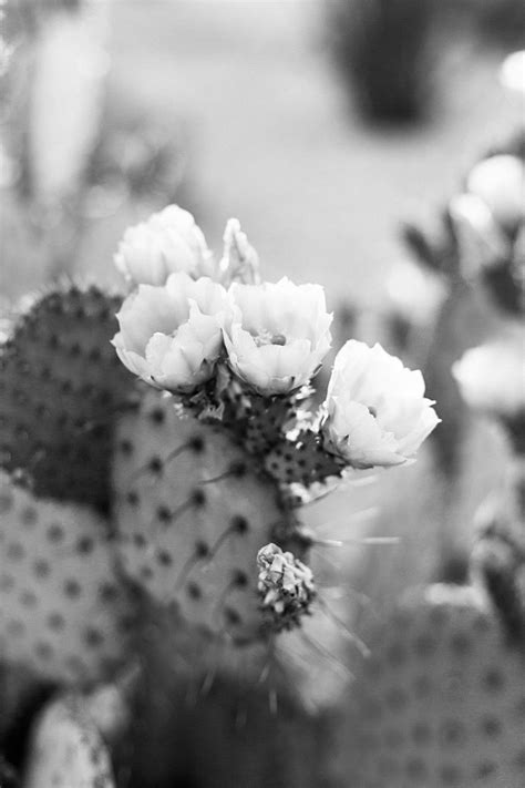 Black And White Desert Cactus Blooms Print Shop In 2020 Cactus