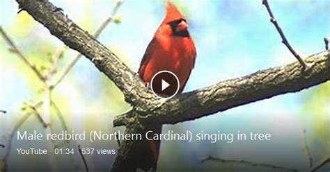 Male Redbird Northern Cardinal Singing And Calling In Tree Songbird