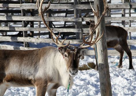 Pello Santas Reindeer Land In Finnish Lapland Travel Pello