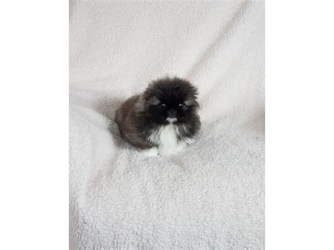 Find pekingeses puppies & dogs for sale uk at the uk's largest independent free classifieds site. AKC CHAMPION SIRED BEAUTIFUL PEKINGESE PUPPIES - Animals ...