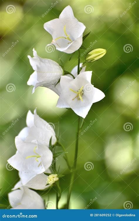 Campanula Persicifolia White Bells In A Flower Bed Stock Photo