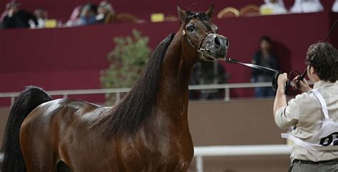 بطولة قطر لجمال الخيول العربية