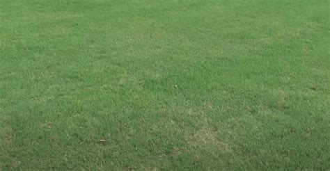 Best Bermuda Grass Seed 2023 Your Definitive Guide And Top 5 Picks