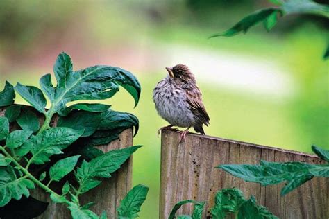 22 Pictures Of Super Cute Baby Birds You Need To See Birds And Blooms