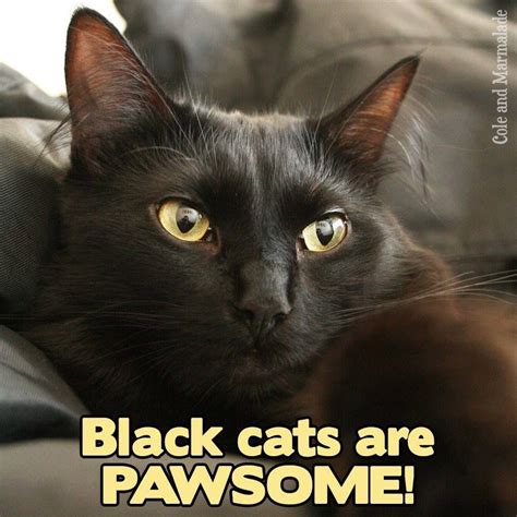 Pin By Pat Hayes On Must ♥ Cats Black Cat Good Luck