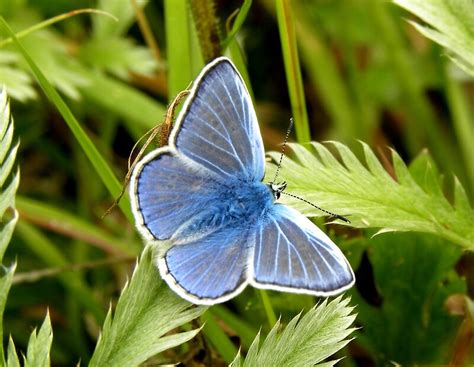Silver Studded Blue Butterfly By Rhian Mountjoy Redbubble