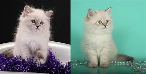 New Russia Kittens Croshka Siberians