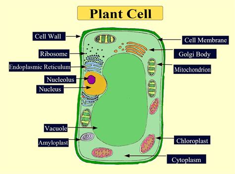 Difference Between Animal Cell And Plant Cell Short Answer Cards And