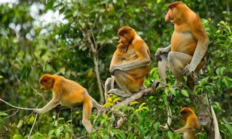 Walk On The Wild Side 7 Intense Wildlife Adventures In Untamed Borneo