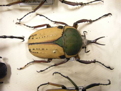 Fileinsect Safari Beetle 28 Wikimedia Commons