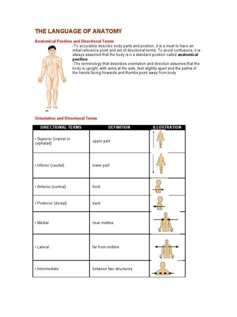 The Language Of Anatomy Pdf Anatomical Terms Of Location