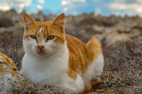 Importance Differences Between Stray And Feral Cats And How You Can