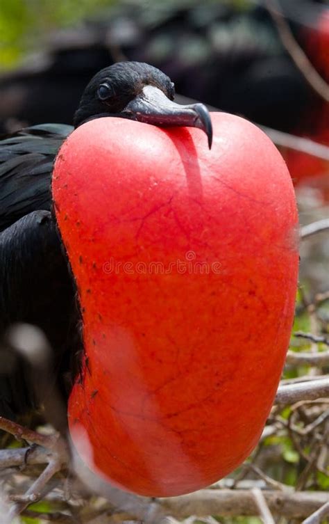 Portrait Of Red Bellied Frigate The Galapagos Islands Birds Ecuador