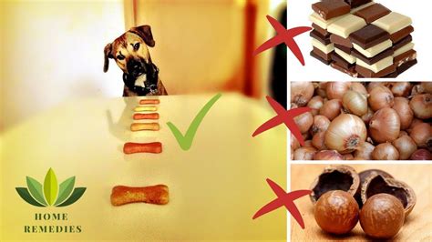 Toxic And Dangerous Foods Your Dog Should Never Eat Youtube