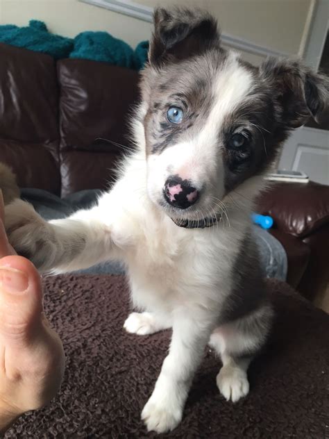 49 Blue Merle Border Collie Puppy Pic Bleumoonproductions