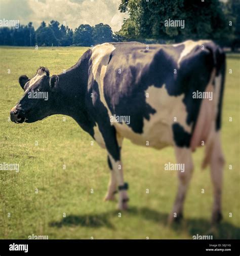 Dairy Cow In Field Looking Back At Camera Stock Photo Alamy