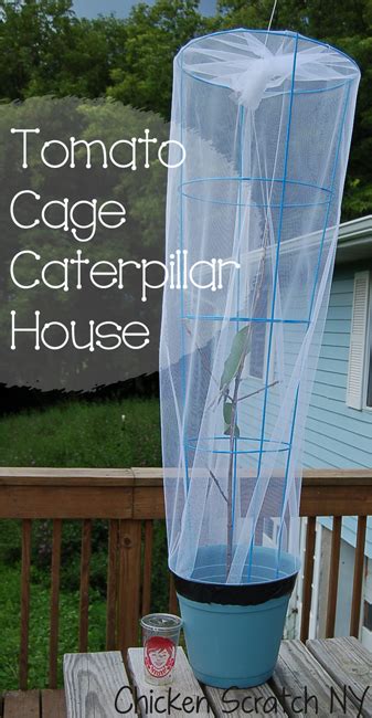 Here is an alternative that can be assembled for less than $3.00. Tomato Cage Caterpillar House | Butterfly cage, Butterfly house, Tomato cages
