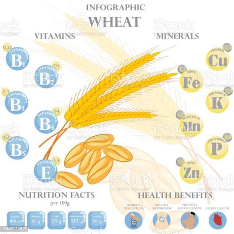 Wheat Nutrition Facts And Health Benefits Infographic Stock