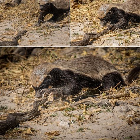 The Honey Badger Africa Geographic