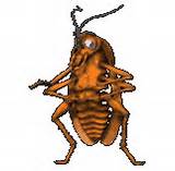 Pictures of Cockroach Dance