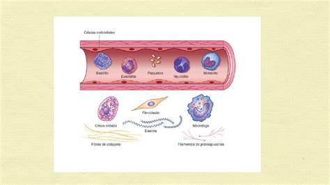 InflamaciÓn ReparaciÓn Tisular Y CicatrizaciÓn De Heridas Youtube