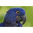Parrot Picture  HD Desktop Wallpapers 4k