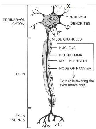 Draw A Labelled Diagram Of A Myelinated Neuron