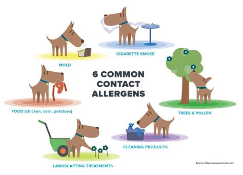 Dog Allergies Understanding Allergy Treatments For Dogs