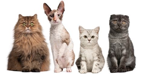 Top 10 Most Popular Cat Breeds Cattime