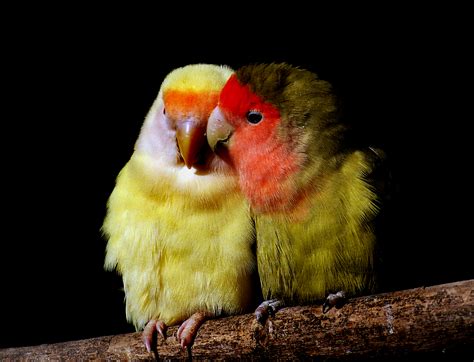 Free Images Beak Yellow Fauna Lovebird Birds Lovebirds
