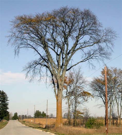 Door To Nature The Rare American Elm Trees Door County Pulse