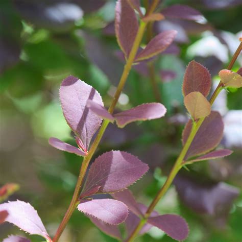 Epine Vinette Interposita Wallichs Purple